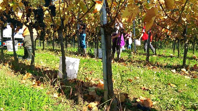 Weingut Grosz Eisenberg Südburgenland