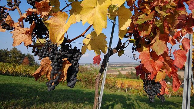 Weingut Grosz Eisenberg Südburgenland