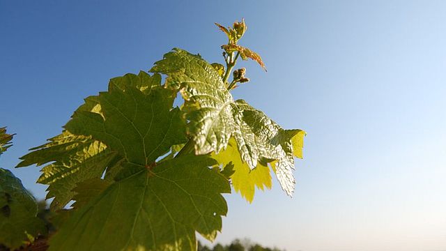 Weingut Grosz Eisenberg Südburgenland