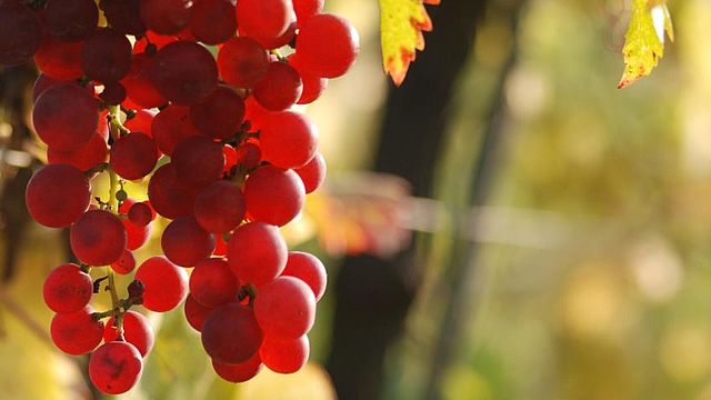 Weingut Grosz Eisenberg Südburgenland