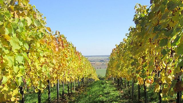 Weingut Grosz Eisenberg Südburgenland